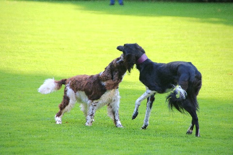 Hundewiese Eickhorst